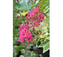 LAGERSTROEMIA indica 'Fuchsia d'été'® (rose fuchsia)