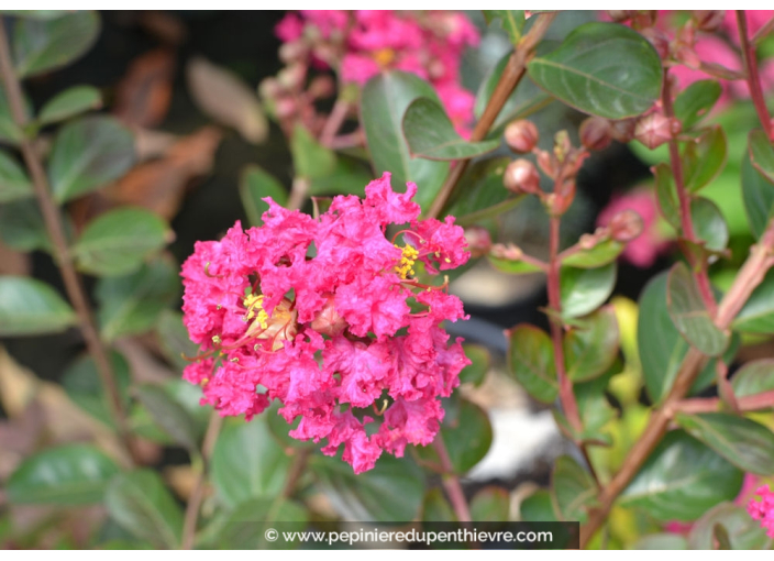 LAGERSTROEMIA indica 'Fuchsia d'été'® (rose fuchsia)