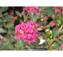 LAGERSTROEMIA indica 'Fuchsia d'été'® (rose fuchsia)