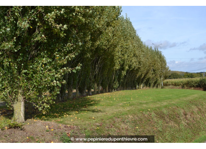 POPULUS nigra 'Italica'