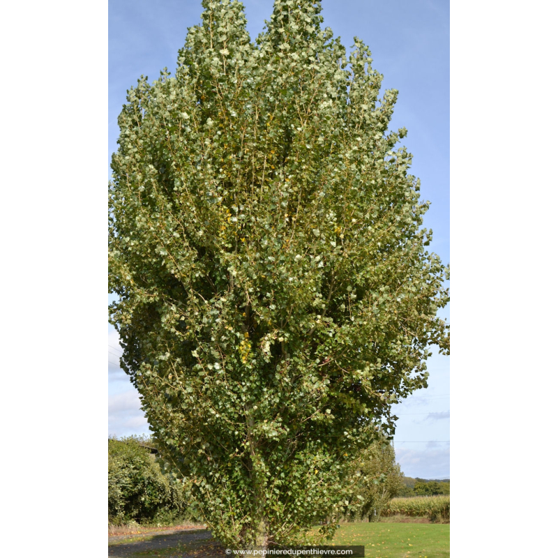 POPULUS nigra 'Italica'