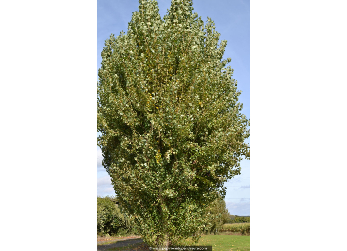 POPULUS nigra 'Italica'