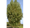 POPULUS nigra 'Italica'
