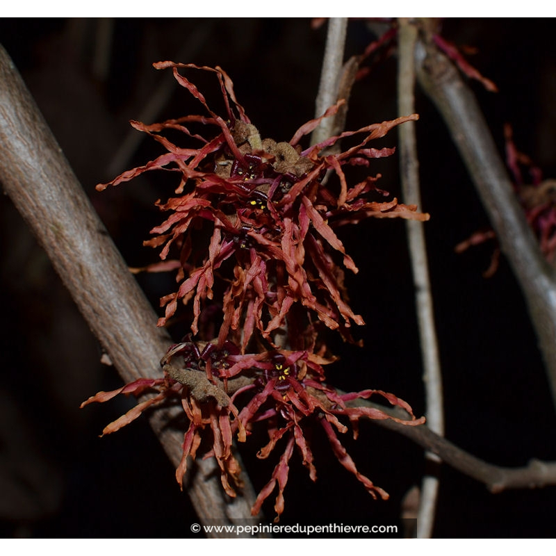 HAMAMELIS x intermedia 'Feuerzauber'