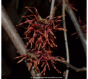 HAMAMELIS x intermedia 'Feuerzauber'