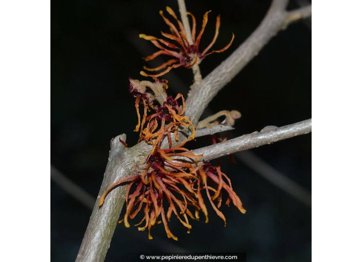 HAMAMELIS x intermedia 'Jelena'