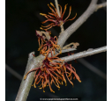 HAMAMELIS x intermedia 'Jelena'