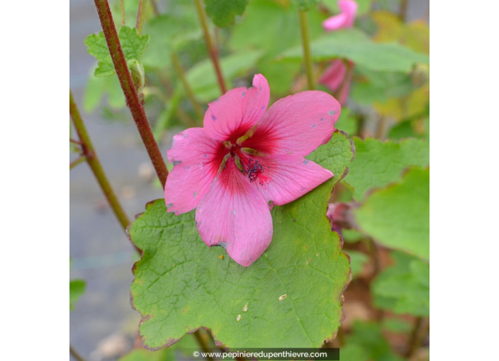 ANISODONTEA capensis 'El Rayo' ANISODONTEA capensis 'El Rayo'