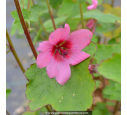 ANISODONTEA capensis 'El Rayo' ANISODONTEA capensis 'El Rayo'