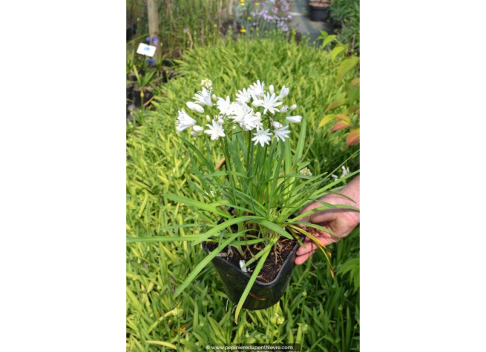 AGAPANTHUS x 'Double Diamond'® AGAPANTHUS x 'Double Diamond'®