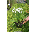 AGAPANTHUS x 'Double Diamond'® AGAPANTHUS x 'Double Diamond'®