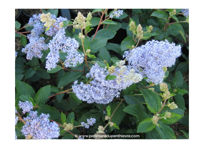 CEANOTHUS x delileanus 'Gloire de versailles' CEANOTHUS x delileanus 'Gloire de versailles'