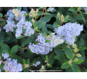 CEANOTHUS x delileanus 'Gloire de versailles' CEANOTHUS x delileanus 'Gloire de versailles'