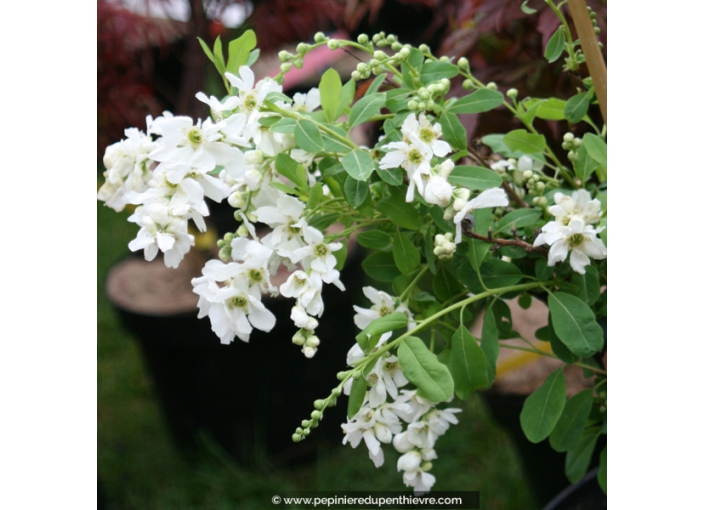 EXOCHORDA X macrantha 'The Bride'