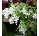 EXOCHORDA X macrantha 'The Bride'