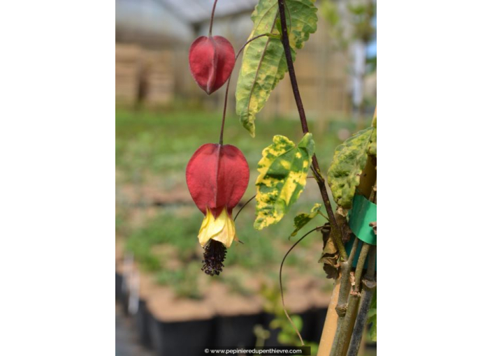 ABUTILON megapotanicum 'Variegatum'