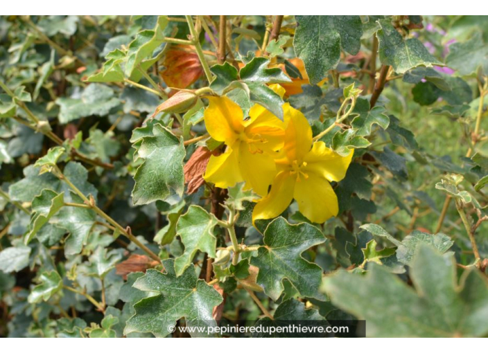 FREMONTODENDRON 'California Glory'
