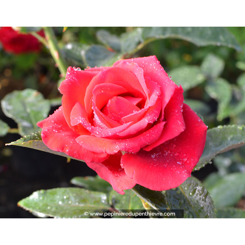 Rosier Le Grand Huit®