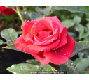 Rosier Le Grand Huit® Rosier Le Grand Huit®