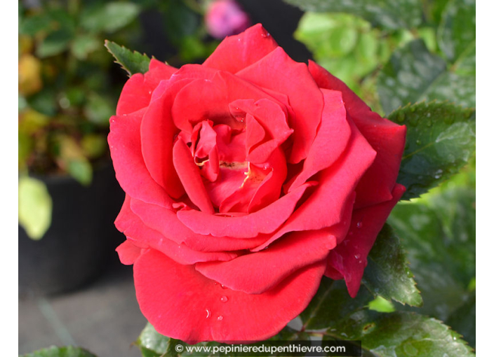 Rosier Le Grand Huit® Rosier Le Grand Huit®