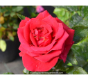 Rosier Le Grand Huit® Rosier Le Grand Huit®