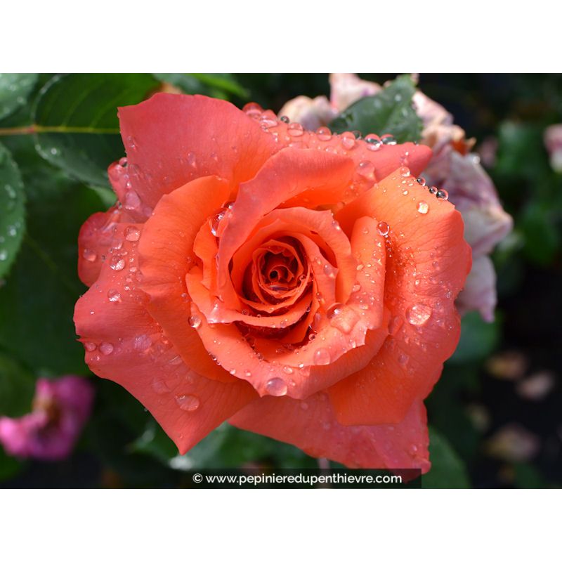 ROSIER Anne Vanderlove®
