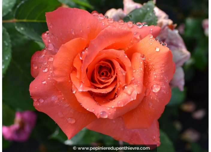 ROSIER Anne Vanderlove®