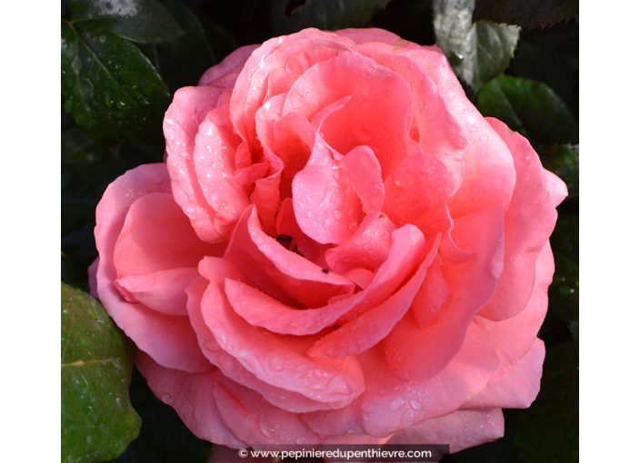 ROSIER 'Special Anniversary'®