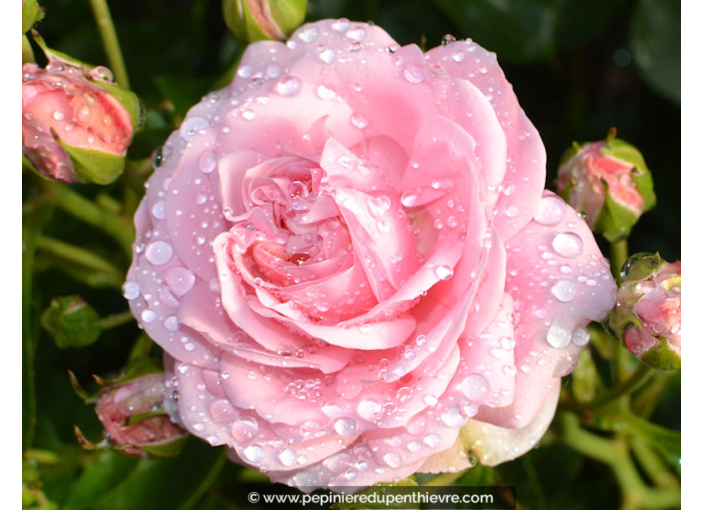 ROSIER 'Special Anniversary'®