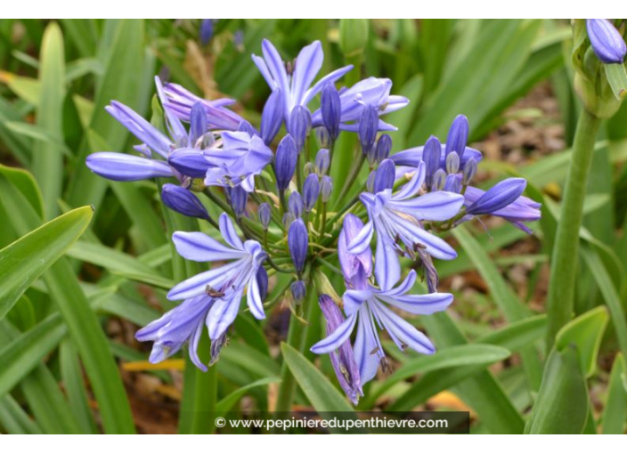 AGAPANTHUS 'Charlotte'® AGAPANTHUS 'Charlotte'®