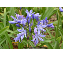 AGAPANTHUS 'Charlotte'® AGAPANTHUS 'Charlotte'®
