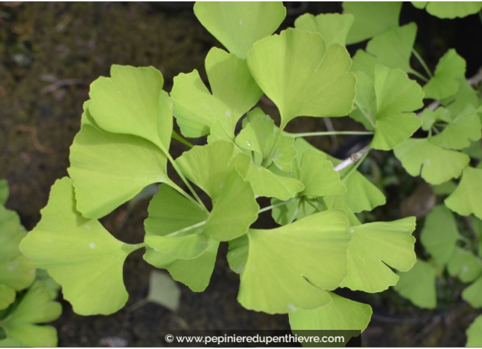 GINKGO biloba 'Mariken'