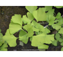 GINKGO biloba 'Mariken'