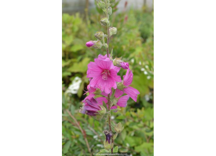 LAVATERA 'Burgundy Wine' LAVATERA 'Burgundy Wine'