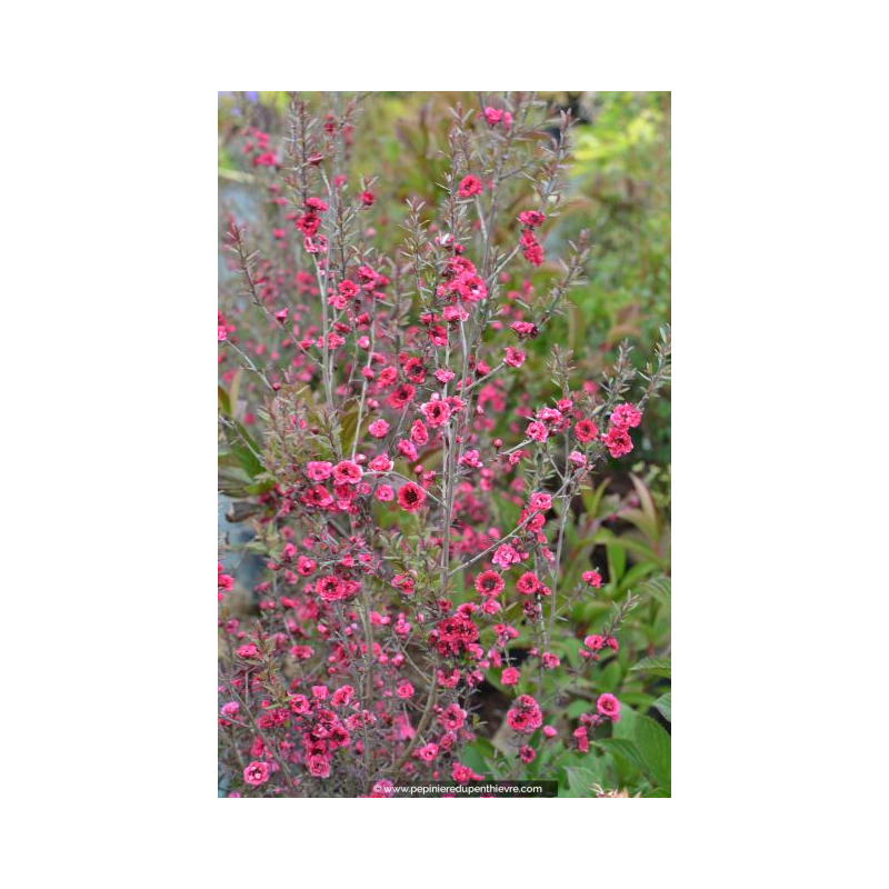 LEPTOSPERMUM scoparium 'Red Damask'