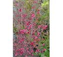 LEPTOSPERMUM scoparium 'Red Damask'