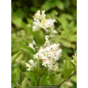 LIGUSTRUM ovalifolium