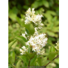 LIGUSTRUM ovalifolium