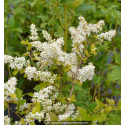 LIGUSTRUM sinense