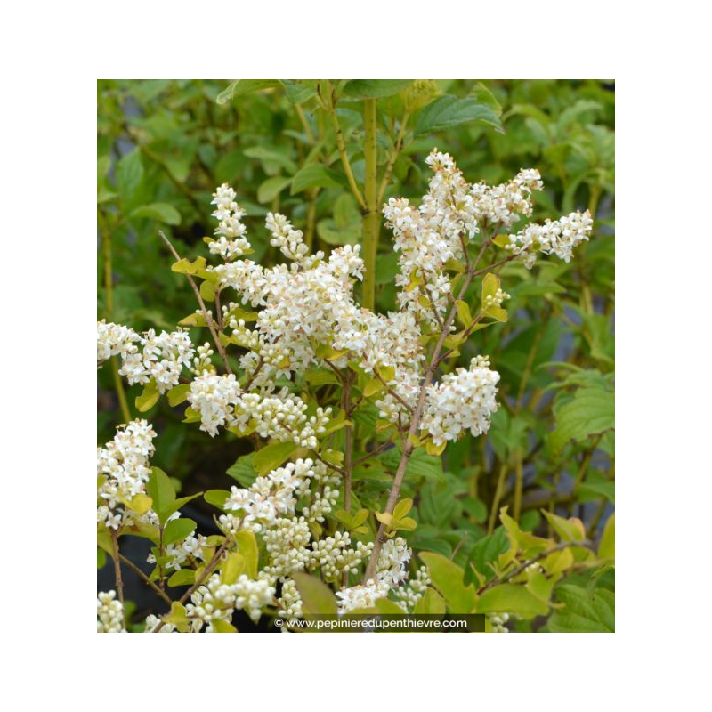 LIGUSTRUM sinense