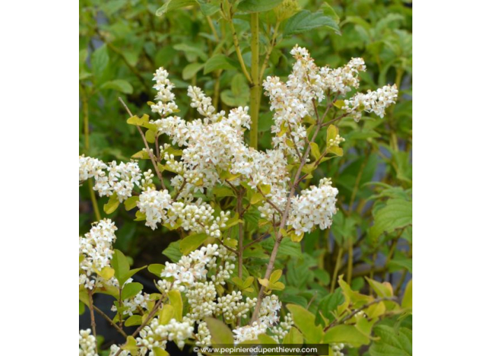 LIGUSTRUM sinense