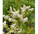 LIGUSTRUM sinense