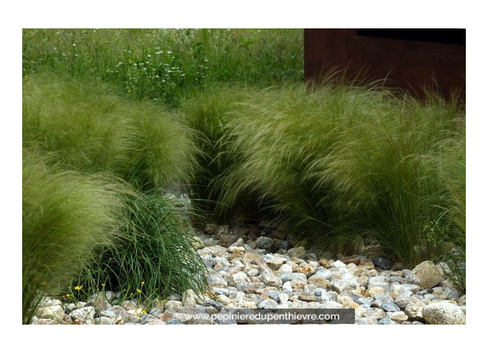 STIPA tenuifolia STIPA tenuifolia