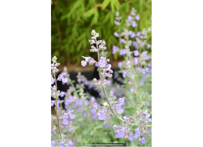 NEPETA mussinii NEPETA mussinii