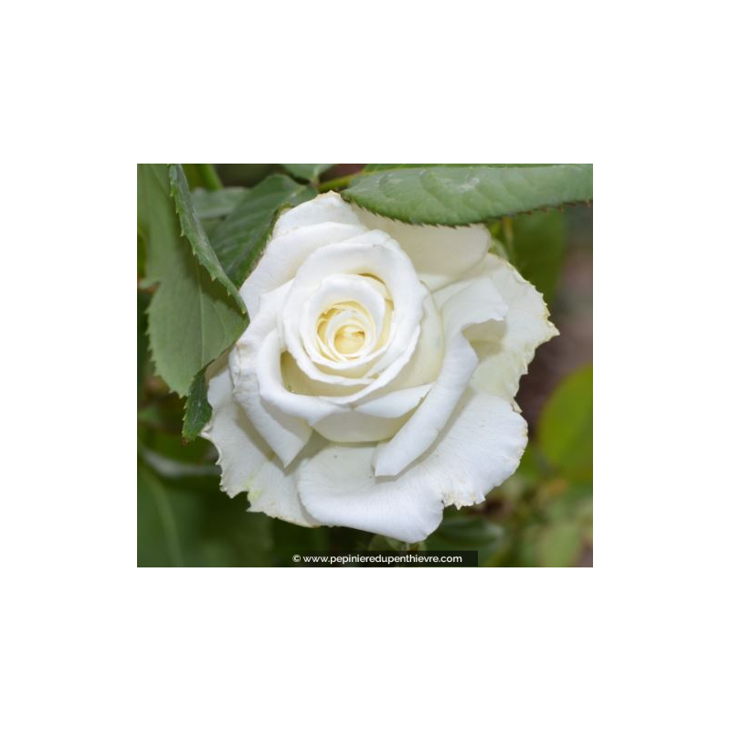 Rosier Pape Jean-Paul II®