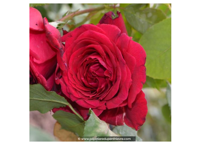 Rosier Jubilé Papa Meilland®