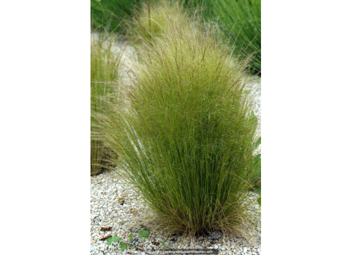 STIPA tenuifolia STIPA tenuifolia