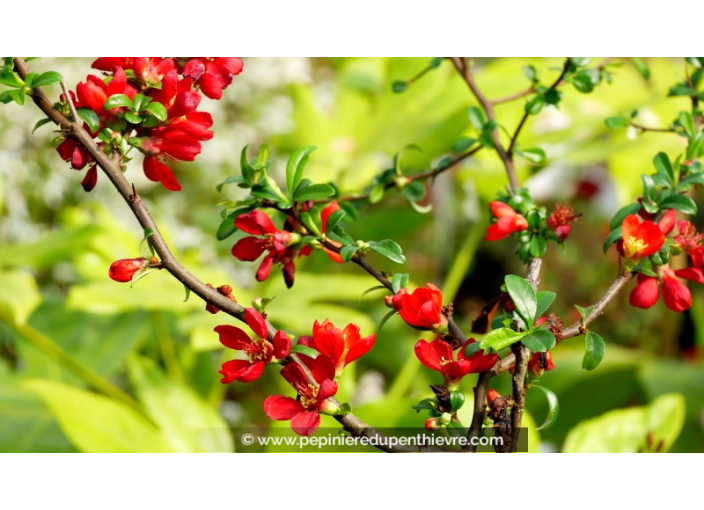 CHAENOMELES speciosa 'Hot Fire'