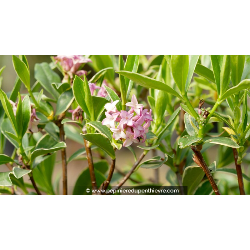 DAPHNE odora 'Aureomarginata'