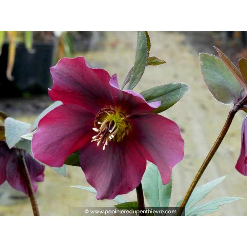 HELLEBORUS x hybridus